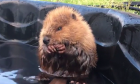 Abandoned Baby Beaver Enjoying Pool Time Wins Internet (Video)