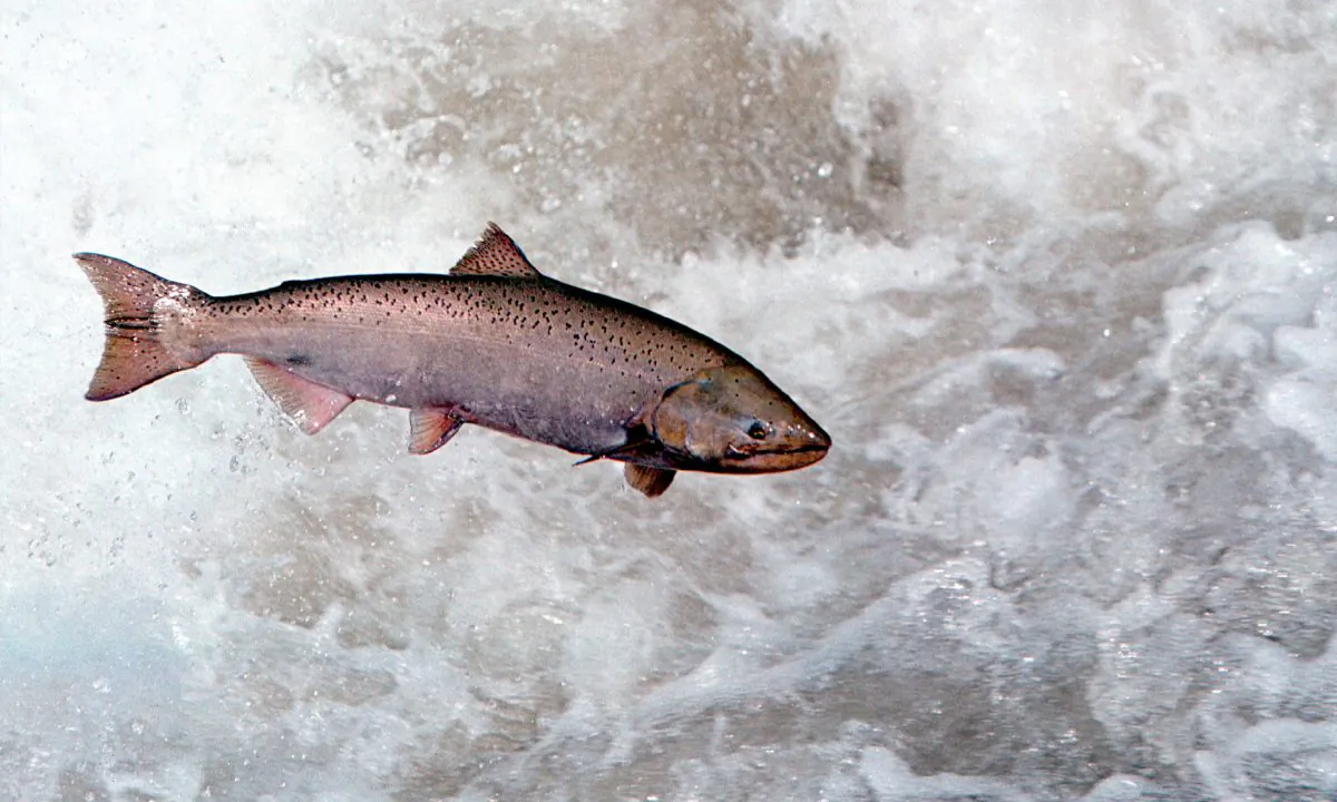 A Chinook salmon leaps through white water in the Rapid River in Idaho on on May 17, 2001, as it attempts to clear a migration barrier dam. (Bill Schaefer/Getty Images)