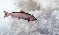 Landmark Rulings Could Be Boon to Pacific Northwest Salmon