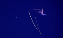 Deep Sea Explorers Encounter Shrimp With ‘Chopstick’ Antennae (Video)