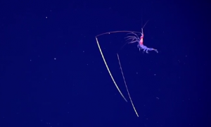 Deep Sea Explorers Encounter Shrimp With 'Chopstick' Antennae (Video)