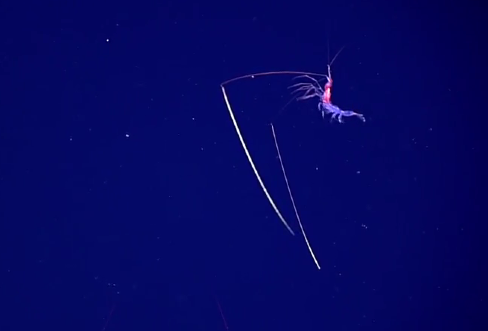 Deep Sea Explorers Encounter Shrimp With ‘Chopstick’ Antennae (Video