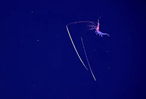 Deep Sea Explorers Encounter Shrimp With ‘Chopstick’ Antennae (Video)
