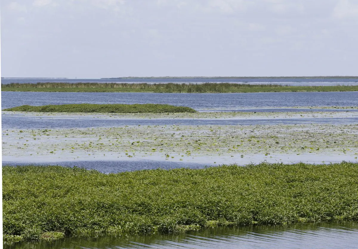 In this, Monday, July 11, 2016 photo, views of Lake Okeechobee stretch out into the distance at Harney Pond Canal Recreation Area and Margaret Van De Velde Park in Lakeport, Fla. The massive algae outbreak that recently caked parts of Florida's St. Lucie River with guacamole-thick sludge is just the latest in an annual parade of such man-made afflictions. (AP Photo/Wilfredo Lee)