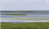 Florida Senate to Vote on Controversial Bill that Would Harm Everglades, but Benefit Farmers