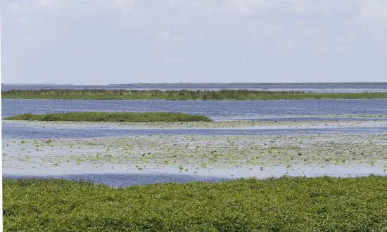 Florida Senate to Vote on Controversial Bill that Would Harm Everglades, but Benefit Farmers