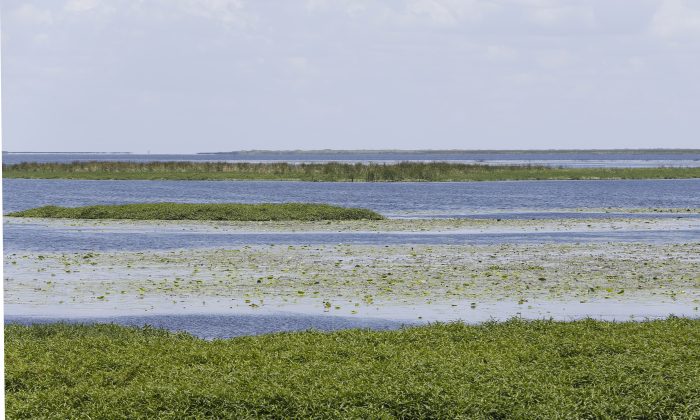 In this, Monday, July 11, 2016 photo, views of Lake Okeechobee stretch out into the distance at Harney Pond Canal Recreation Area and Margaret Van De Velde Park in Lakeport, Fla. The massive algae outbreak that recently caked parts of Florida's St. Lucie River with guacamole-thick sludge is just the latest in an annual parade of such man-made afflictions. (AP Photo/Wilfredo Lee)