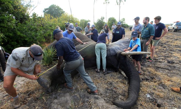 In this Tuesday July 12, 2016 photo, an elephant is measured after being shot by a dart in Lilongwe, Malawi, in the first step of an assisted migration of 500 of the threatened species. African Parks, which manages three Malawian reserves is moving the 500 elephants from Liwonde National Park, this month and next, and again next year when vehicles can maneuver on the rugged terrain during Southern Africa's dry winter. (AP Photo/Tsvangirayi Mukwazhi)