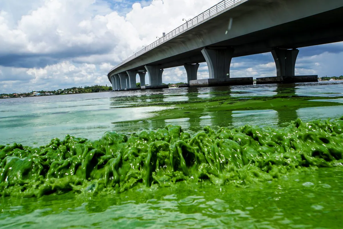 A file photo of algae along the Sewell's Point in Florida. (Richard Graulich/The Palm Beach Post via AP)
