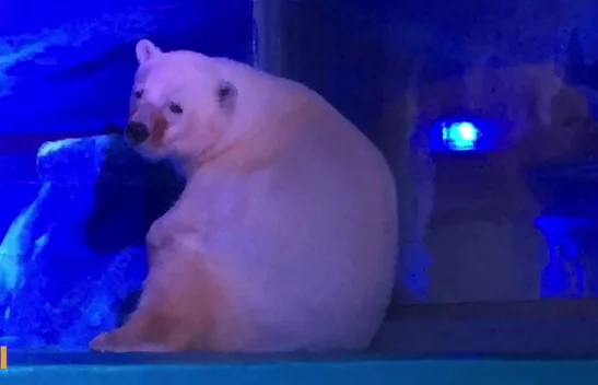 Polar Bear Used for Selfies at ‘World’s Saddest Zoo’ in Chinese Mall (Video)