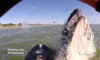 Humpback Whale Shows Appreciation to Flute-Playing Paddle Boarder