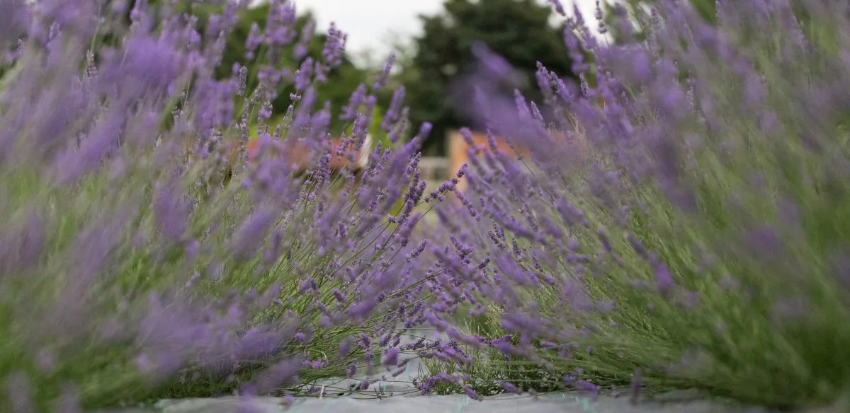 London once proudly produced lavender on a large scale for medicine and household products. Carshalton Lavender is a not-for-profit organisation bring London's lost lavender fields back to life. (photocraft.org.uk)