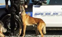 Police K-9 Dies After Vehicle Air Conditioner Fails