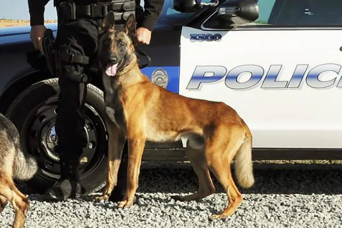 K-9 Idol. (Porterville Police Department)