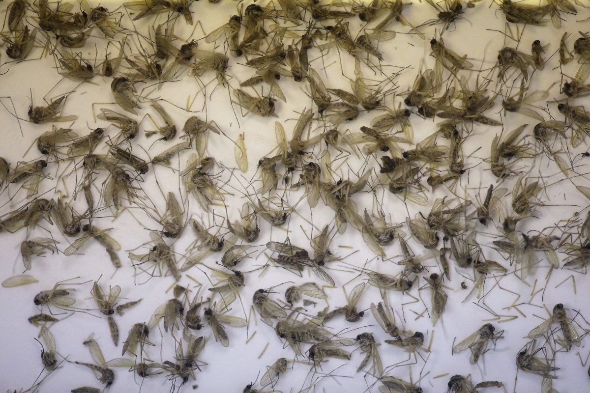 Florida mosquitoes being tested for Zika to confirm case