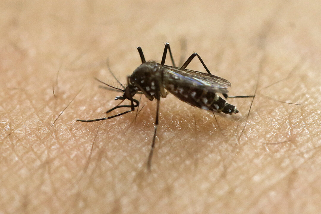 A mosquito in a file photograph. (AP Photo/Andre Penner, File)