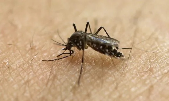 7-Year-Old Girl Could Not Recognize Parents, Suffered Seizures After Mosquito Bite