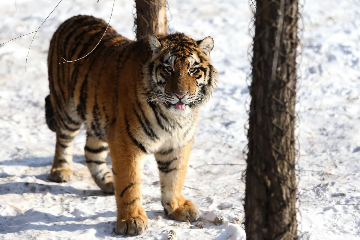 A Siberian tiger stands in its enclosure at the Siberian Tiger Park in Harbin, China, on Jan. 6, 2014. (Lintao Zhang/Getty Images)