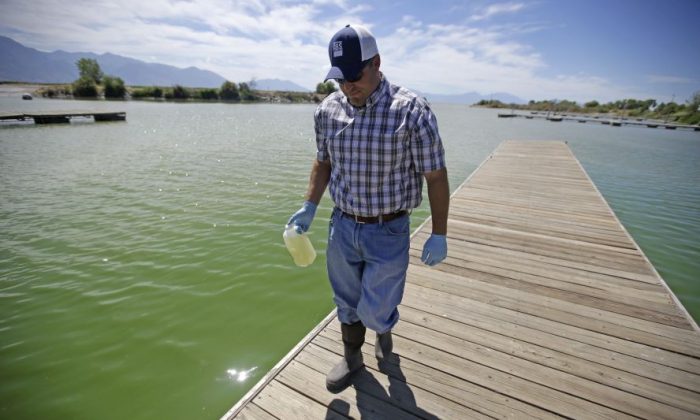 Jason Garrett, water quality bureau director at the Utah County Health Department, carries a water sample at Utah Lake Wednesday, July 20, 2016, near American Fork, Utah. A huge toxic algal bloom in Utah has closed one of the largest freshwater lakes west of the Mississippi River, sickening more than 100 people and leaving farmers scrambling for clean water. The bacteria commonly known as blue-green algae has spread rapidly to cover almost all of 150-square-mile Utah Lake, turning the water a bright, anti-freeze green and leaving scummy foam along the shore. (AP Photo/Rick Bowmer)