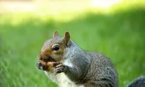 Gnawing Squirrels Are Culprits at Many Crime Scenes