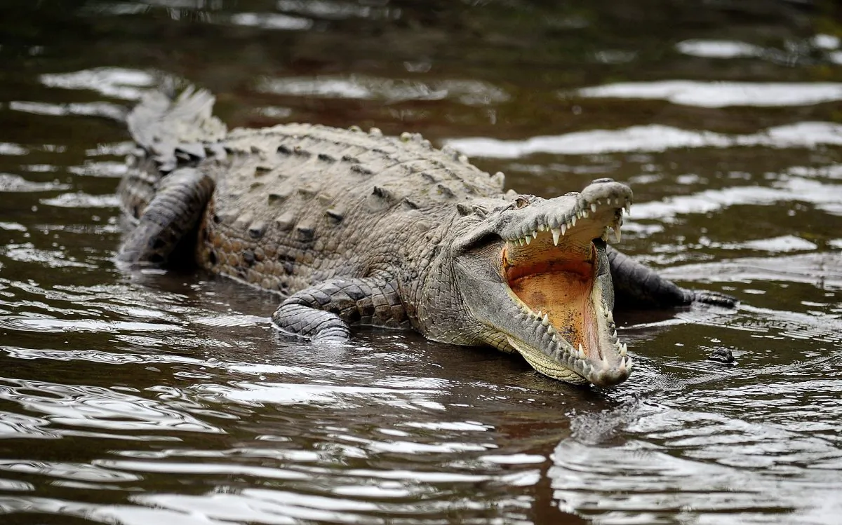 Researchers from James Cook University warn against consumption of crocodiles for fish-allergic individuals (Yuri Cortez/AFP/Getty Images)
