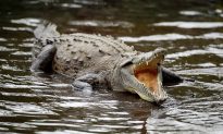 Crocodile Meat Can Trigger Anaphylaxis in Fish-Allergic Individuals, Experts Warn