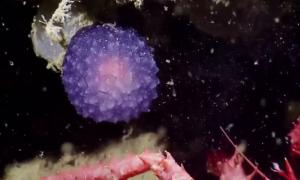 A 'Mysterious Purple Orb' Spotted In Deep Ocean Stumps Scientists (Video)