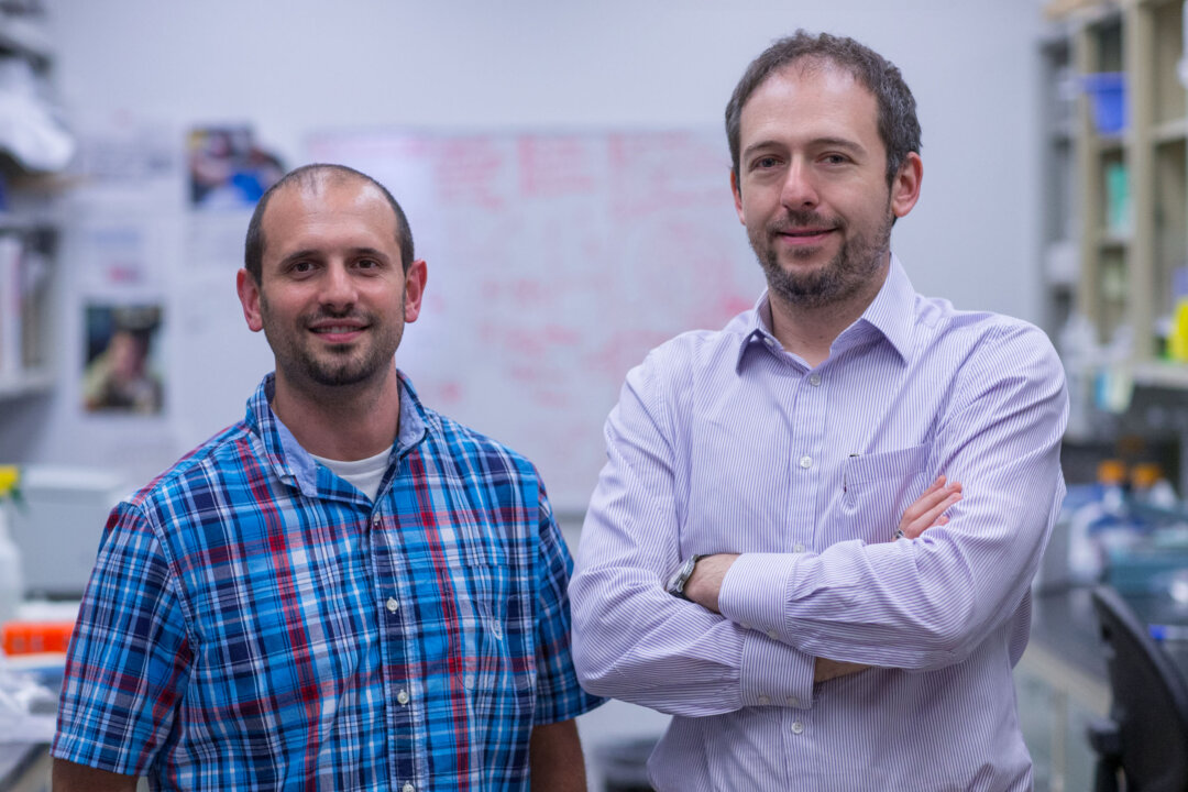 Drs. Anthony J. Filiano (L), and Jonathan Kipnis (R) of the UVA Department of Neuroscience recently made a startling discovery about the immune system. (Photo courtesy of University of Virginia Medical School)