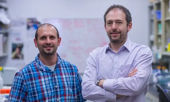 Immune System Controls Social Behavior, Study Finds
