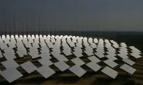 Is Cutting Down Forest to Build Large Solar Farms Worth It?