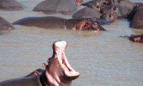 Hippo Kills Taiwanese Tourist in Kenya: Reports