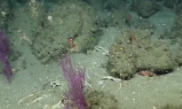 E/V Nautilus Crew Finds Mysterious Bones on Seafloor Near Channel Islands (Video)