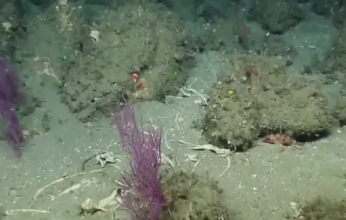 E/V Nautilus Crew Finds Mysterious Bones on Seafloor Near Channel Islands (Video)
