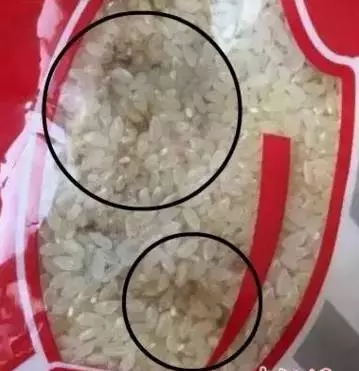 The rice in the kitchen of a Harbin Kindergarten has turned moldy. (http://hlj.sina.com.cn)