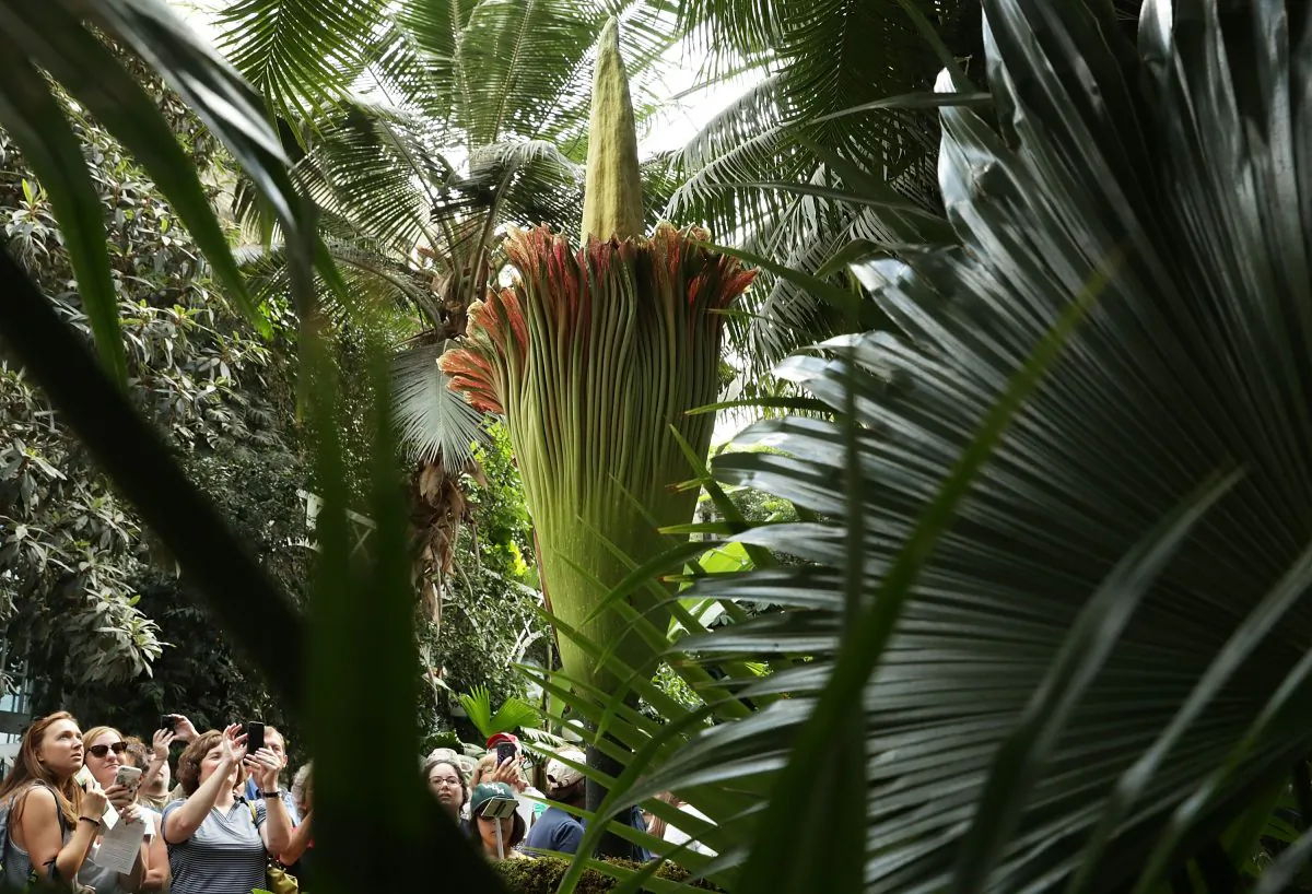 Visitors take pictures of the Titan Arum, also known as the corpse flower, in full bloom at the U.S. Botanic Garden in Washington on Aug. 3, 2016. The plant is a native of Sumatra, Indonesia, and has the largest unbranched inflorescence in the world. It emits a stinky smell during its full bloom and last for 24-48 hour before it collapses.  (Alex Wong/Getty Images)