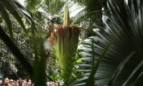 Corpse Flowers Strangely Bloom at Same Time: Coincidence or Omen?