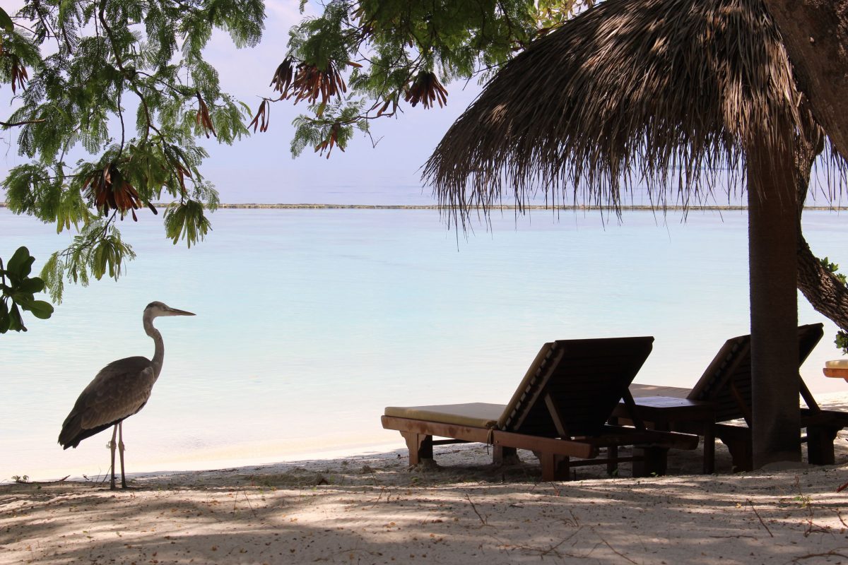 The view from the tranquil Baros resort on the North Malé Atoll. (Janna Graber)