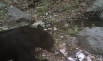 Rare Black Bear Spotted in Mountains West of Los Angeles