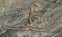 5,000-Year-Old Carving in Norway Ruined by a Child
