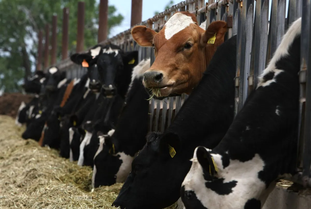 Cows eat hay at the Faria Dairy Farm in Escalon, Calif., in this file photo. (Justin Sullivan/Getty Images)