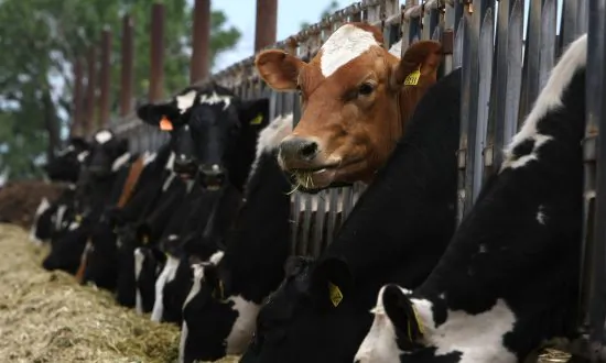 Understanding the Whole Cost of Cheap Milk