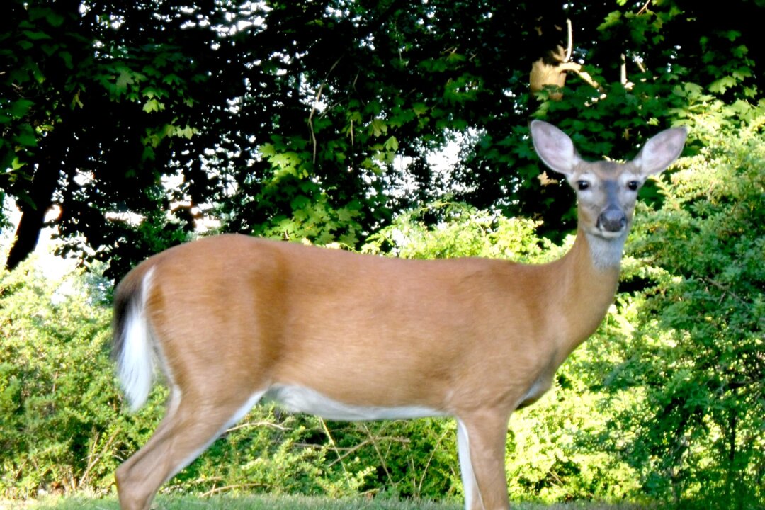 Picture of a whitetail deer in Stony Point, New York, on June 20, 2010. (Doug Kerr|Flickr|CC BY-SA 2.0)