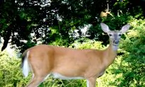 Experts: Deadly ‘Zombie’ Deer Disease Could Possibly Spread to Humans