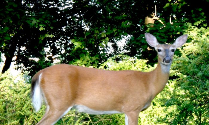 Picture of a whitetail deer in Stony Point, New York, on June 20, 2010. (Doug Kerr|Flickr|CC BY-SA 2.0)