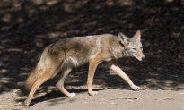 Suburban LA Park Closed After 3 Coyote Attacks on Humans