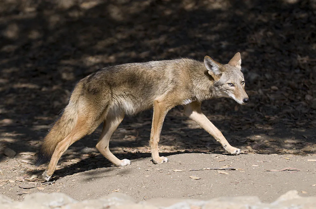 A coyote is spotted, in a file photo. (Rich Reid/Getty Images)