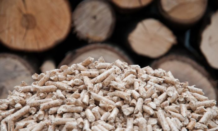 Wood pellets burned to produce electricity in biomass plants. (Tchara/Shutterstock)
