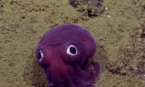 This Recently Spotted Googly-Eyed Sea Creature Has Become an Internet Star (Video)