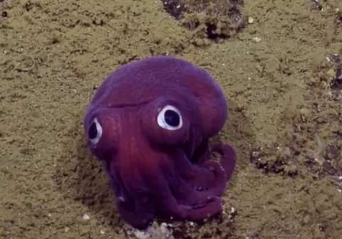 This Recently Spotted Googly-Eyed Sea Creature Has Become an Internet Star (Video)