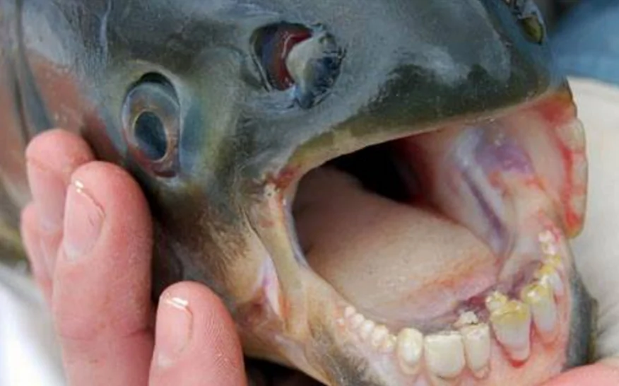 A pacu fish speciment ( Creative Commons Attribution-Share Alike 4.0 International)